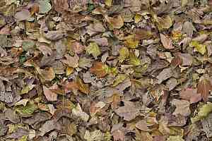 Ковролин Flotex Vision Image 000509 Autumn Leaves Green фото  | FLOORDEALER